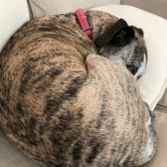 Meet your Posher, Kalina - Picture 1 of 1